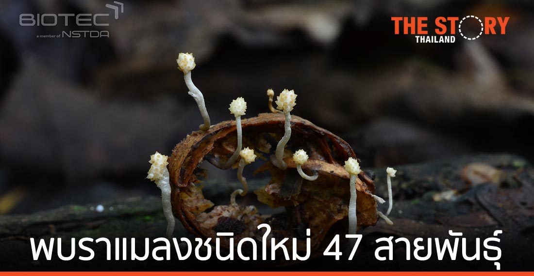 ไบโอเทค-สวทช. พบราแมลงชนิดใหม่ของโลก 47 สายพันธุ์