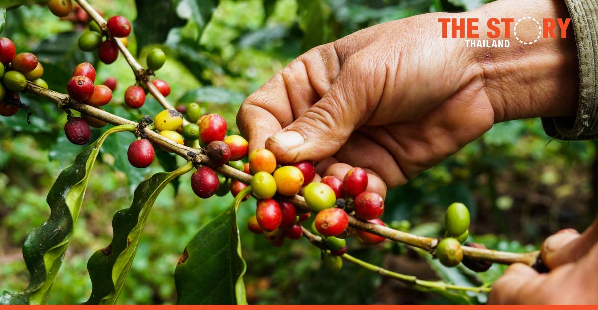 IBM helps farmers in Honduras to increase access data and global markets