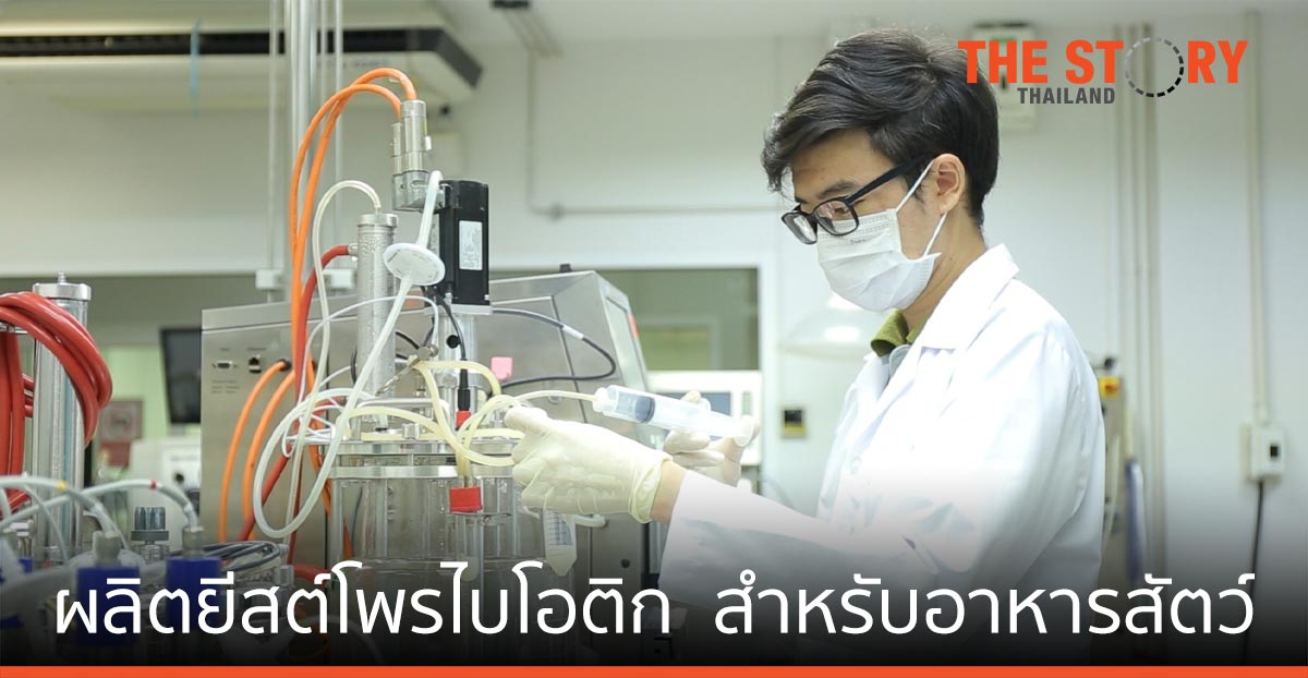 ไบโอเทค สวทช. ผลิตยีสต์โพรไบโอติก  สำหรับอุตสาหกรรมอาหารสัตว์