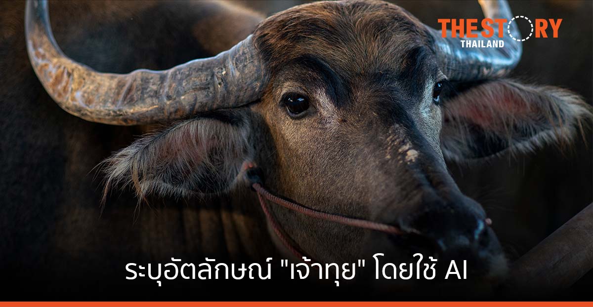 ม.มหิดล ค้นพบวิธีใหม่ ระบุอัตลักษณ์ "เจ้าทุย" โดยใช้ AI จดจำและจำแนก "ลายจมูก" ครั้งแรก