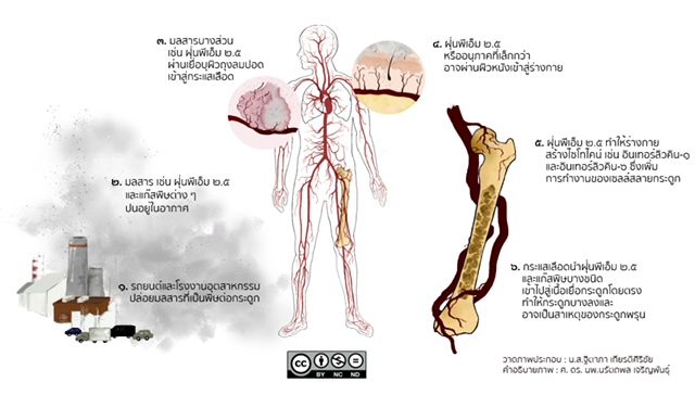 ม.มหิดล ค้นพบ PM2.5 เสี่ยงกระดูกพรุนจากภาวะอักเสบในหนูทดลอง