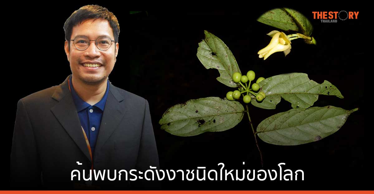 คณะนักวิจัย มช. ค้นพบกระดังงาชนิดใหม่ของโลก จากอุทยานธรณีโลกสตูล พร้อมตั้งชื่อไทย “เฉลิมพระเกียรติ”