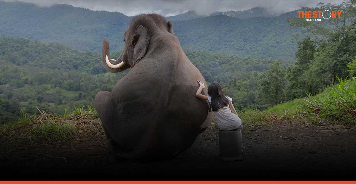 True Corp introduces TSEWS to reduce conflict between elephants and humans